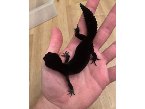 Crested ve leopard geckolar