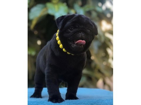 15 çeşit malzeme hediyeli siyah pug bebekler