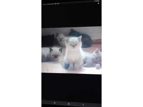 British shorthair blue point british shorthair white