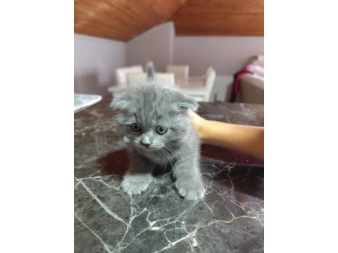Uygun şartlarda scottish fold kedilerimiz