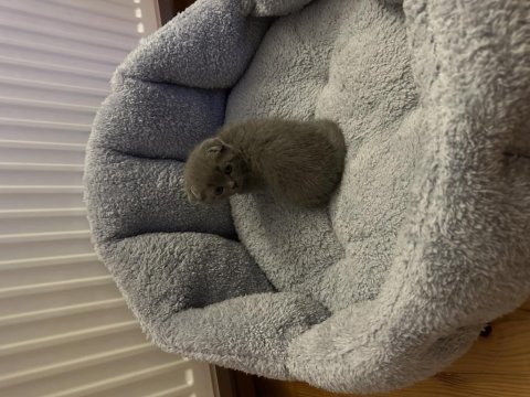 2 aylık scottish fold yavrumuz