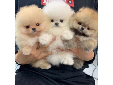 Dünyalar tatlısı pomeranian bebeklerimiz