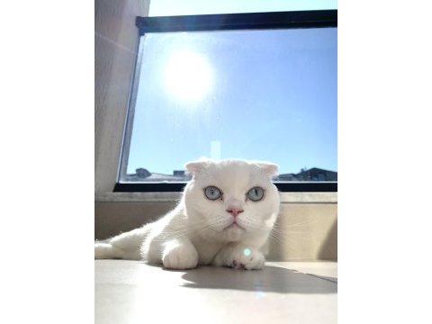 Scottish fold kedimizi zorunluluktan sahiplendiriyoruz