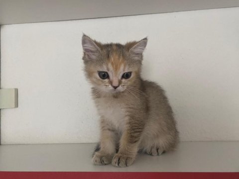Safkan british shorthair