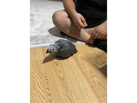 Yeme düşmüş bebek jako