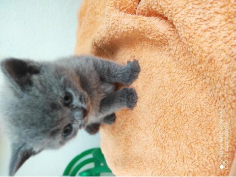 British shorthair yavru kediler