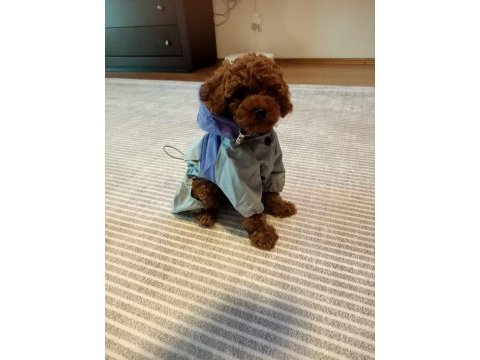 Orjinal red brown toy poodle