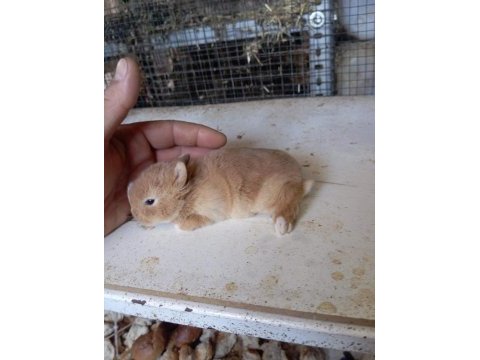 Cüce tavşan yavruları