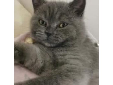 British shorthair 5 aylık erkek