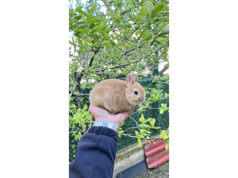 Orijinal hollanda cüce tavşan