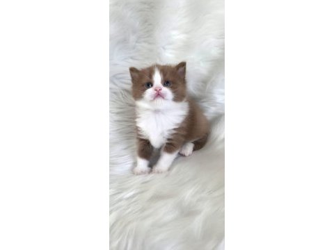 Bayram şekerleri kedilerim yeni ailelerini bekliyor
