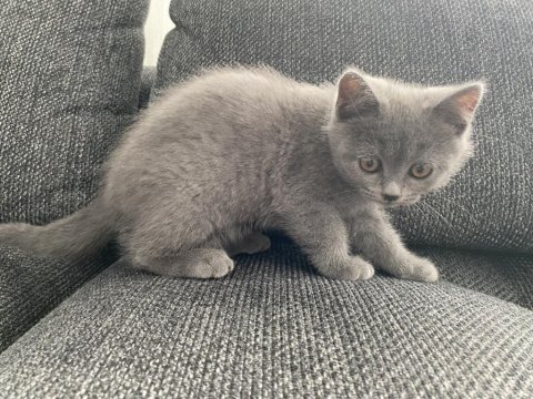 İri yapılı safkan scottish fold