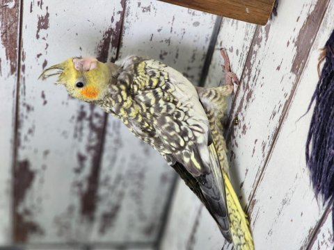 Bir aylık evde büyüyen uysal sultan papağanı yavrular
