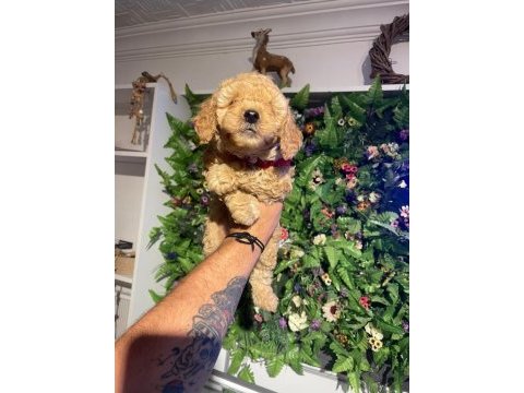 2 aylık toy poodle yavrumuz