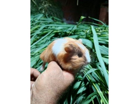 Yetişkin ve yavru guinea pigler mevcuttur