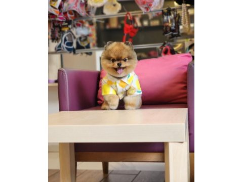 13 aylık efsane mini erkek pomeranian eğitimli
