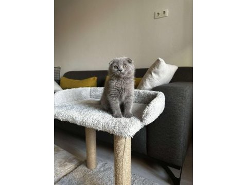 Sıfır kulak scottish fold cinsi yavrumuza aile arıyoruz
