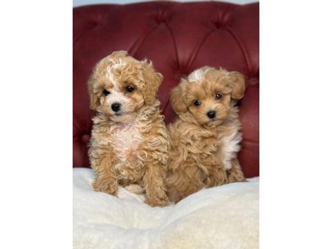 Poodle ayarında wc eğitimli maltipoo lar