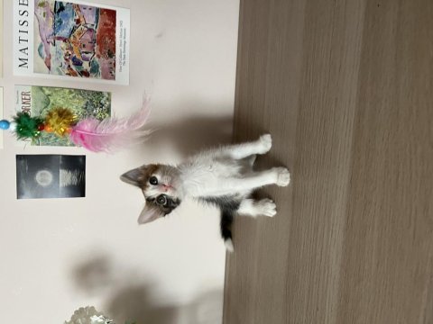 Müjgan kedimizin ömürlük yuvası olun