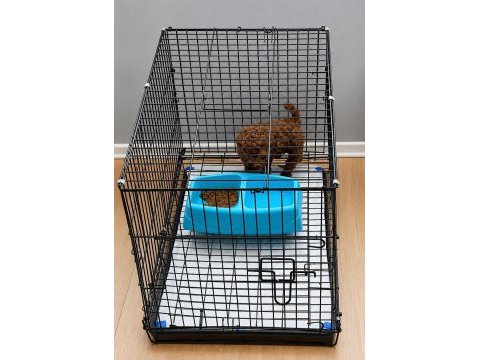 Wc eğitimli orjinal ev üretimi toy poodle