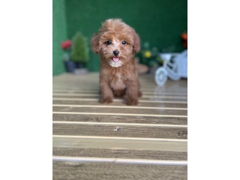 Maltipoo bebekler