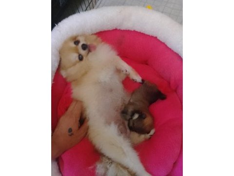 Adana sarıçam 0 numara dişi pomeranian boo ayı surat