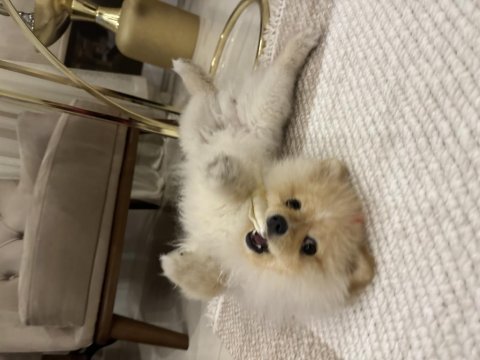 Pomeranian gofret oğlum