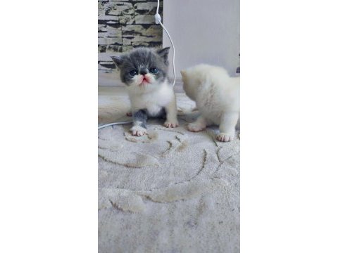 Minnak exotic shorthair patiler sevgi delisi