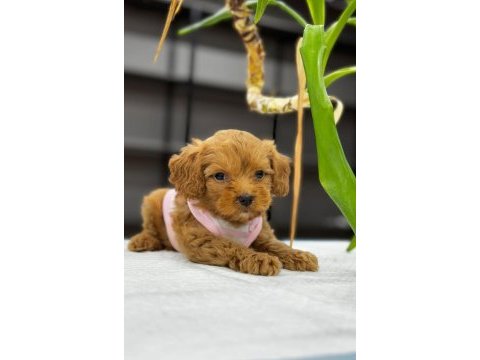 Karamel maltipoo teacup