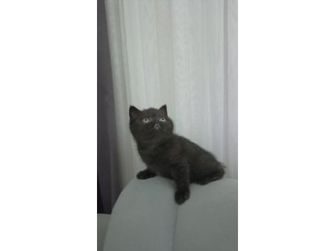 Uyguna kakao bebek british shorthair