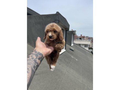 Maltipoo yavrular