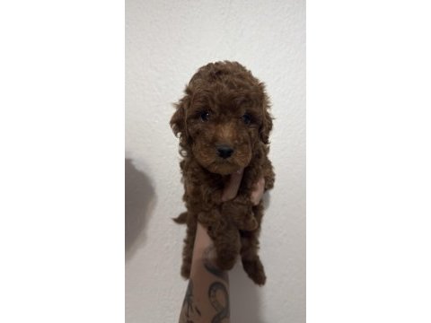 2 adet erkek toy poodle 55 günlük