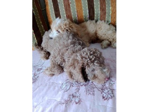 Ev içi bakılabilecek tek ırk poodle cinsidir