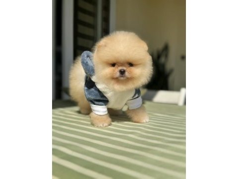 Bal gibi mini ayıcık pomeranian