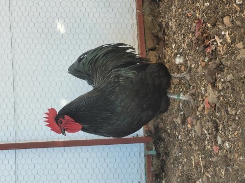 Alman australorp