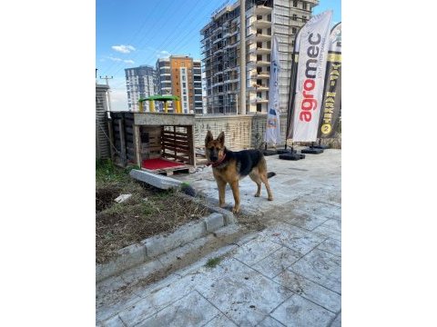 11 aylık dişi alman çoban köpeği