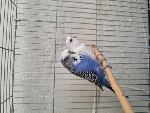 Albino dişi anaç ve texas erkek anaç muhabbet kuşu.