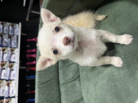 Büyümeyen küçük evde bakılacak köpeğimiz