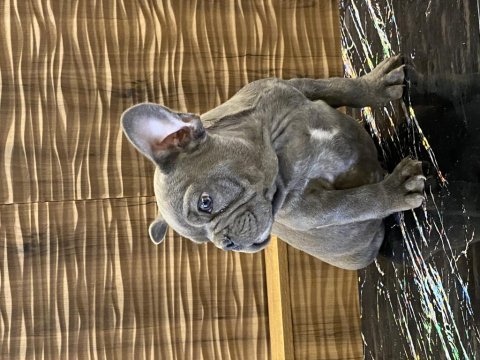 İzmirden blue french bulldog erkek yavru