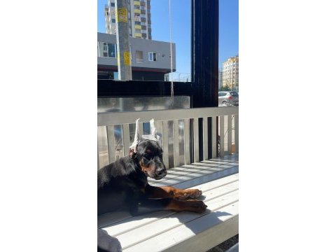 Sağlam kan 3 aylık kulak kuyruk bitti saf doberman