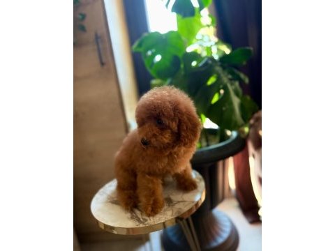 Erkek toy poodle
