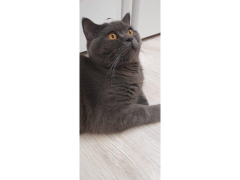 Safkan british shorthair