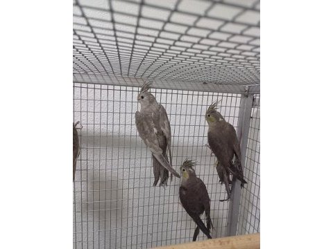 Denizlinin en kaliteli en uygun fiyata sultanın tek adresi