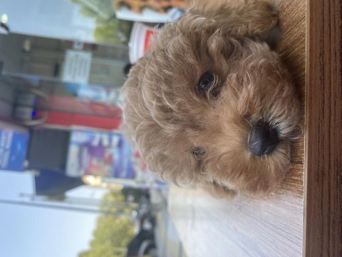 Poodle ayarında maltipoo
