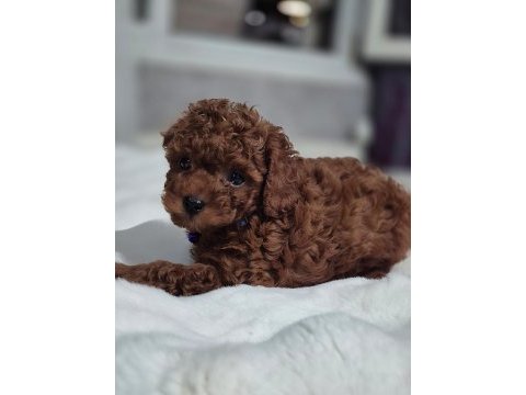 Teslime hazır kore red brown poodle yavru