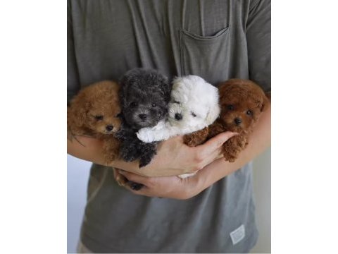 Renk seçimi yapabileceğiniz oyuncu poodle yavrular