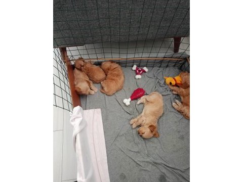 Terrier can dostları bunlar