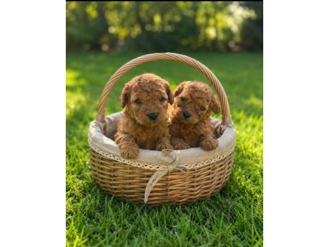 Poodle mınık kurabiyeler