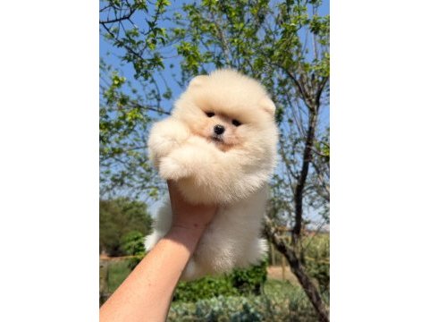 Ayı surat pomeranian bebeğimiz