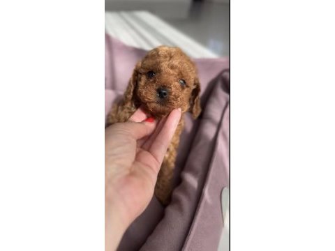 Toy poodle ve maltipoo köpeği